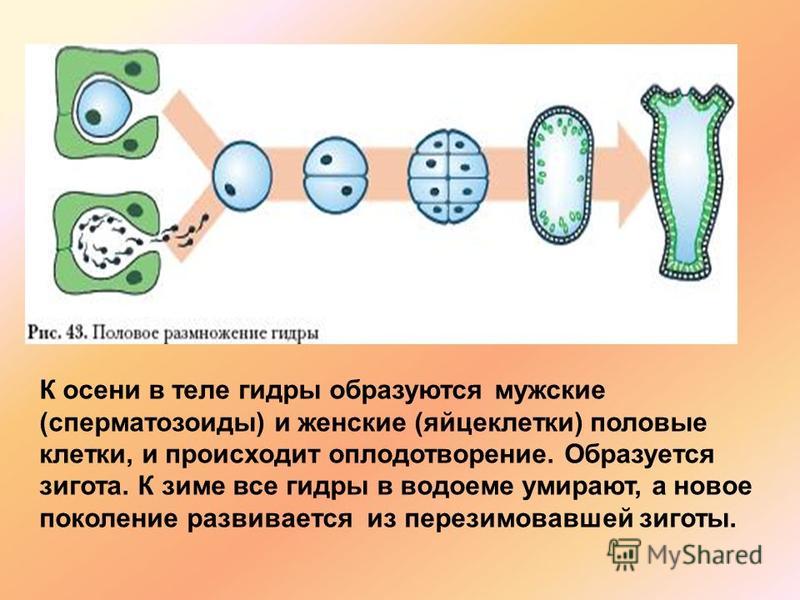 Адрес омг онион